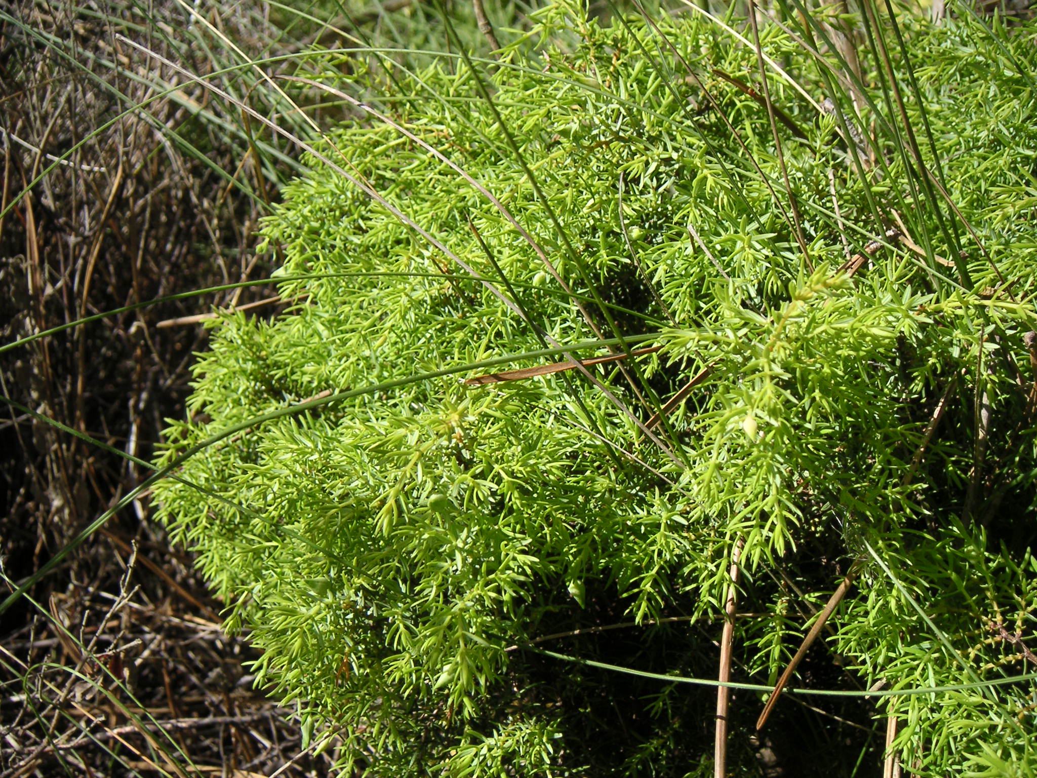 JuniperusNavicularis.jpg